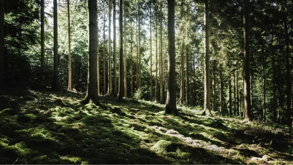 A lush green forest highlighting the importance of eco-friendly web design.